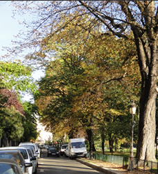 Paris Tree Lined Streets